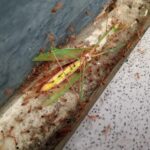 Mengubah Polisi Lingkungan Melalui Edukasi di Desa Srengseng Sawah